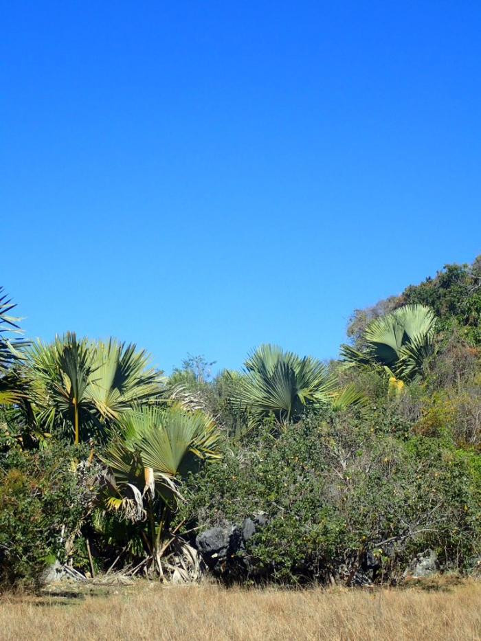 Cây cọ tự tử có thể sống tới 50 năm. Ảnh kew.