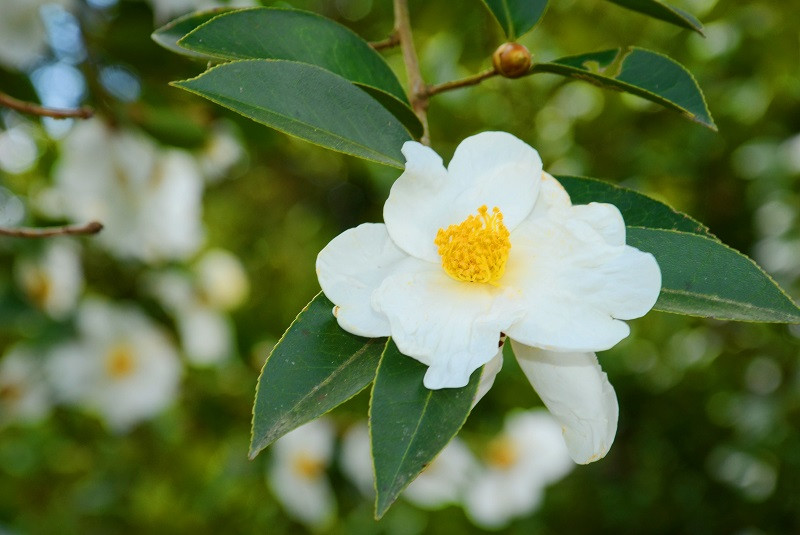 Trước đây, cây sở mọc hoang ở rừng. Người dân Bình Liêu thường chặt cành về làm củi. Ảnh vietnamtourism.