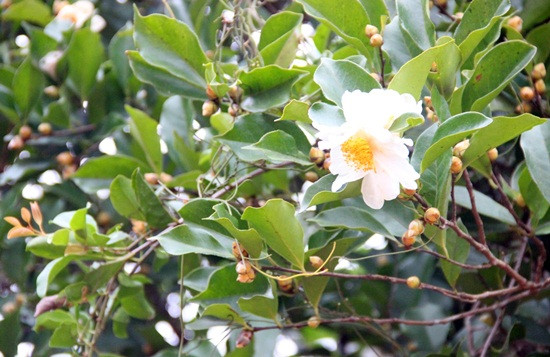 Hoa sở có bông to, màu trắng tinh khôi điểm nhụy vàng, mùi thơm dịu. Hoa sở nở rực rỡ nhất vào mùa đông, khoảng tháng 12 hàng năm. Ảnh ydvn.