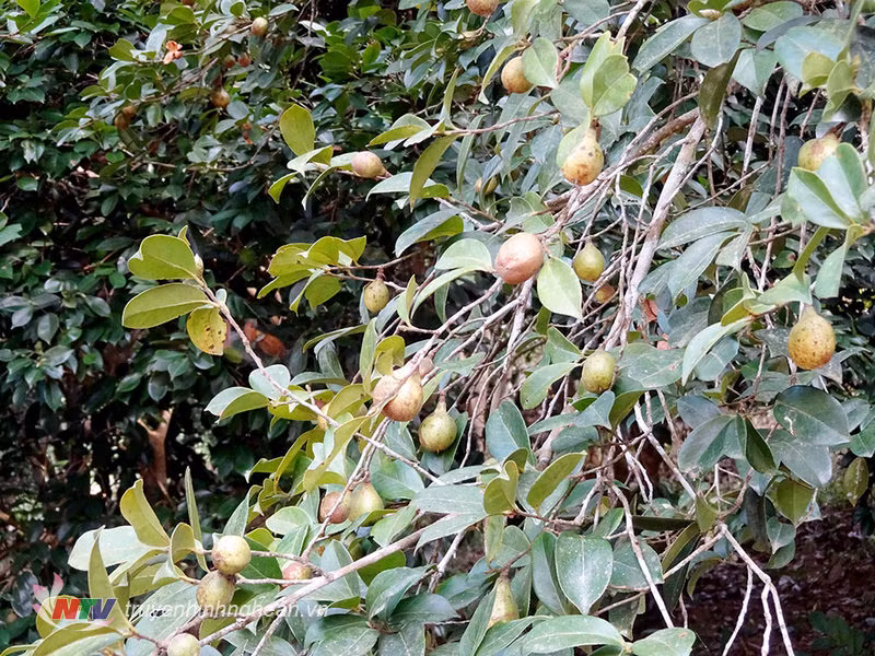 Các bộ phận khác của cây sở cũng có nhiều công dụng như rễ cây và vỏ dùng trị gãy xương chân, đau dạ dày... Ảnh truyenhinhnghean.