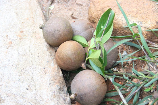 Hiện nay, cây sở đã được trồng để lấy hạt ép làm tinh dầu, cho giá trị kinh tế cao. Ảnh mytourcdn.