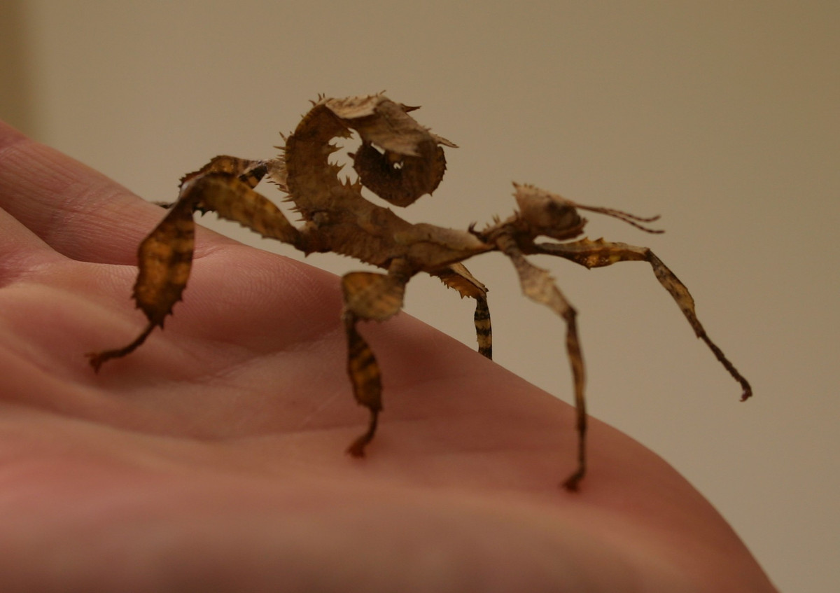 Tuy nhiên, trong các cuộc chiến đòi quyền giao phối này, con đực thường là kẻ chiến thắng. Ảnh reptileforums.