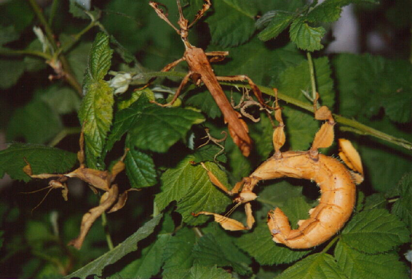 Bọ que gai khổng lồ cái sẽ tiết ra mùi hương chống kích thích để ngăn con đực bị quyến rũ. Nếu con đực vẫn kiên trì tấn công, nó sẽ tấn công lại con đực. Ảnh planet.