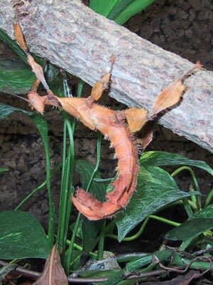 Theo nghiên cứu, bọ que cái không quan hệ với con đực vì điều đó sẽ khiến con cái hao tâm tổn sức. Do đó, chúng thích tự sinh sản mà không cần con đực. Ảnh anolis. Mời quý vị xem video: Cận cảnh khách sạn dành cho động vật. Nguồn video: VTC10