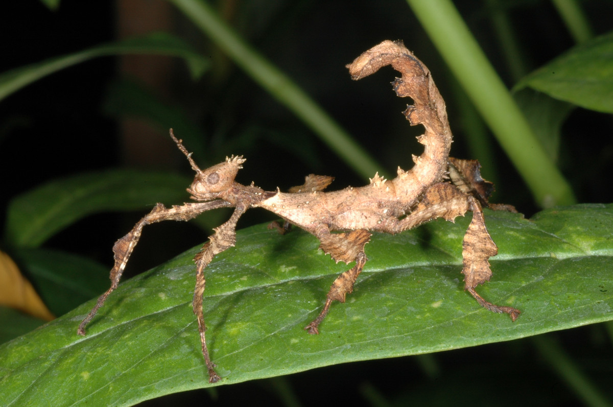 Bọ que gai khổng lồ có thể tự sinh sản mà không cần nhờ tới con đực. Nó là một trong những loài động vật đơn tính mới được phát hiện. Ảnh espacepourlavie.