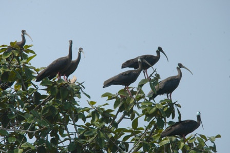 Thậm chí, cò quăm cánh xanh còn được Sách Đỏ của Tổ chức Bảo tồn Thiên nhiên Quốc tế (IUCN) xếp ở mức cực kỳ nguy cấp (CE). Ảnh Birdlifeindochina.