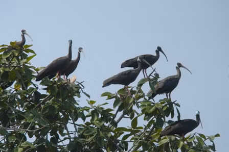 Thậm chí, cò quăm cánh xanh còn được Sách Đỏ của Tổ chức Bảo tồn Thiên nhiên Quốc tế (IUCN) xếp ở mức cực kỳ nguy cấp (CE). Ảnh Birdlifeindochina.