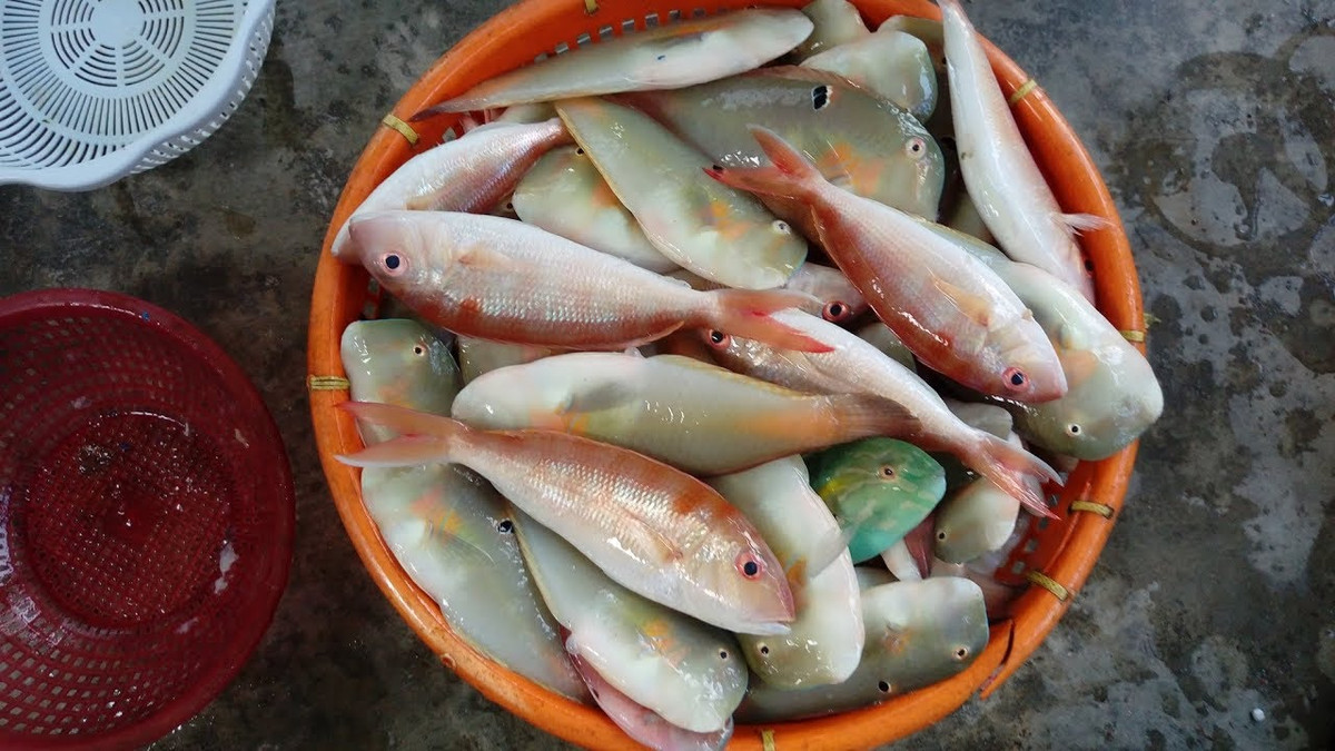 Đổi lại, cá mó nhiều thịt, ít xương, thơm ngon nên rất được ưa chuộng. Ảnh: Cá mó và cá khác được đánh bắt, nguồn ảnh: ytimg.