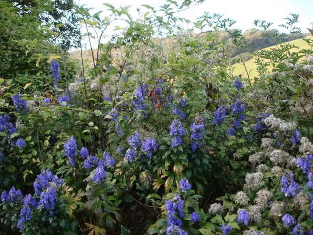 Do chứa chất kịch độc nên trước đây, cây phụ tử đã từng được sử dụng để đầu độc người, động vật hay được dùng như một loại vũ khí sinh học. Ảnh ydvn.