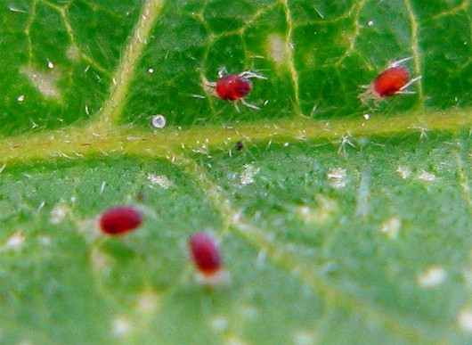 Thời gian từ trứng- trưởng thành của nhện đỏ kéo dài từ 7 ngày - 14 ngày. Nhện trưởng thành có thể sống 22 ngày. Ảnh blogspot.