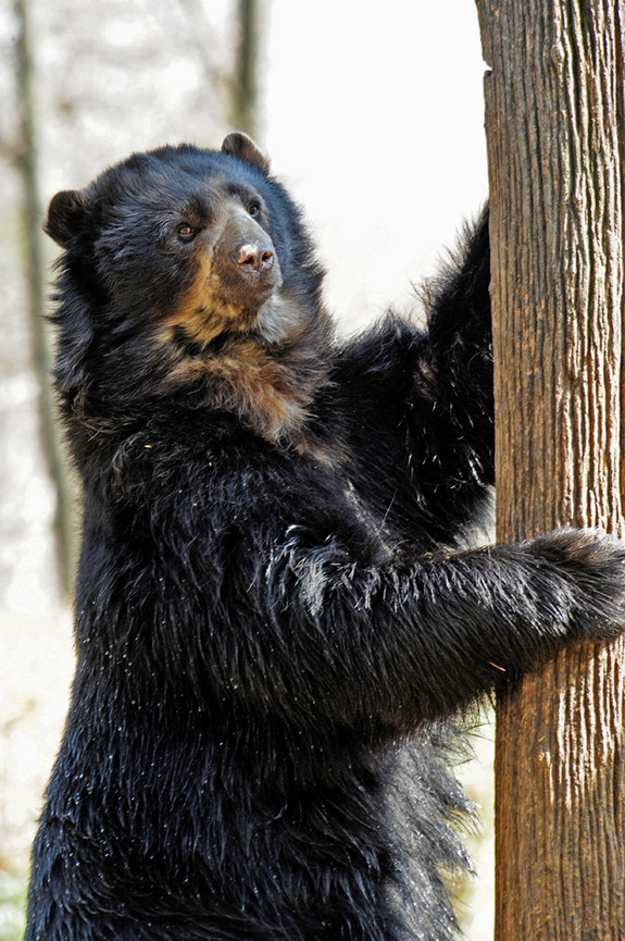 Gấu mặt ngắn Andes ăn rễ cây, lá, chồi non, quả mọng, côn trùng, động vật gặm nhấm và xác chết thối… Ảnh imgur.