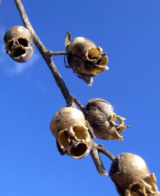 Những bông hoa hình đầu lâu này có chủng loại rất đa dạng với nhiều màu sắc khác nhau như trắng, vàng, hồng, cam, tím, đỏ...Ảnh Blogspot.