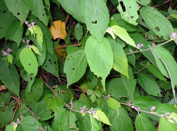 Mặc dù vậy, cây tổ kén có độc, do đó không nên dùng quá liều vì sẽ gây nôn và tiêu chảy. Ảnh ydvn.