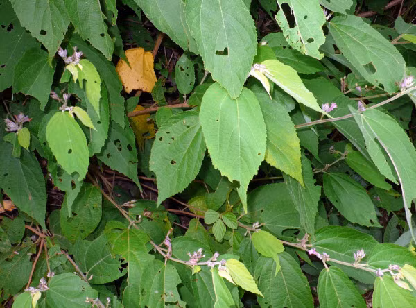 Mặc dù vậy, cây tổ kén có độc, do đó không nên dùng quá liều vì sẽ gây nôn và tiêu chảy. Ảnh ydvn.