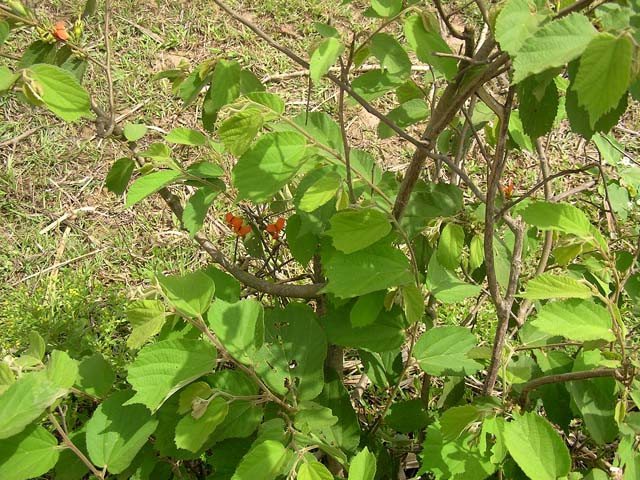 Bên cạnh đó, toàn cây (thân và lá) tổ kén cái đều có lông nên dễ gây ngứa. Ảnh xuattinhnhanh.