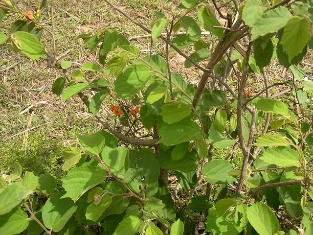 Bên cạnh đó, toàn cây (thân và lá) tổ kén cái đều có lông nên dễ gây ngứa. Ảnh xuattinhnhanh.