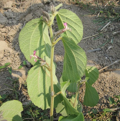  Quả của cây tổ kén có hình như con sâu lúc non thì có màu xanh và chuyển sang màu nâu đen khi già. Ảnh hoilaseryhoc.