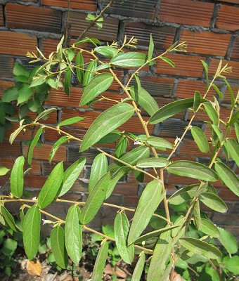 Theo Từ điển cây thuốc Việt Nam của tác giả Võ Văn Chi, cây tổ kén cái được sử dụng làm thuốc chữa ung nhọt, làm dịu đau, chữa kiết lỵ... Ảnh hoilaseryhoc.