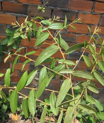 Theo Từ điển cây thuốc Việt Nam của tác giả Võ Văn Chi, cây tổ kén cái được sử dụng làm thuốc chữa ung nhọt, làm dịu đau, chữa kiết lỵ... Ảnh hoilaseryhoc.