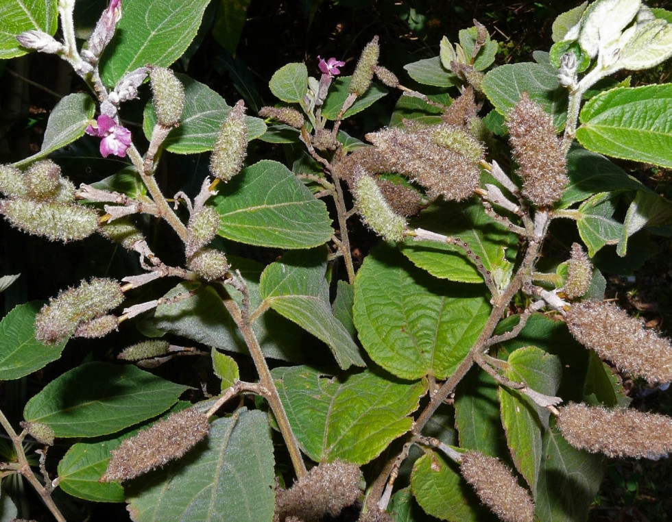 Trên thế giới, cây tổ kén cái được tìm thấy ở rất nhiều nước. Ở Việt Nam, loài cây này thường mọc trên các đồi cây bụi có nắng, trên đất hoang, rừng còi. Ảnh caythaoduoc.