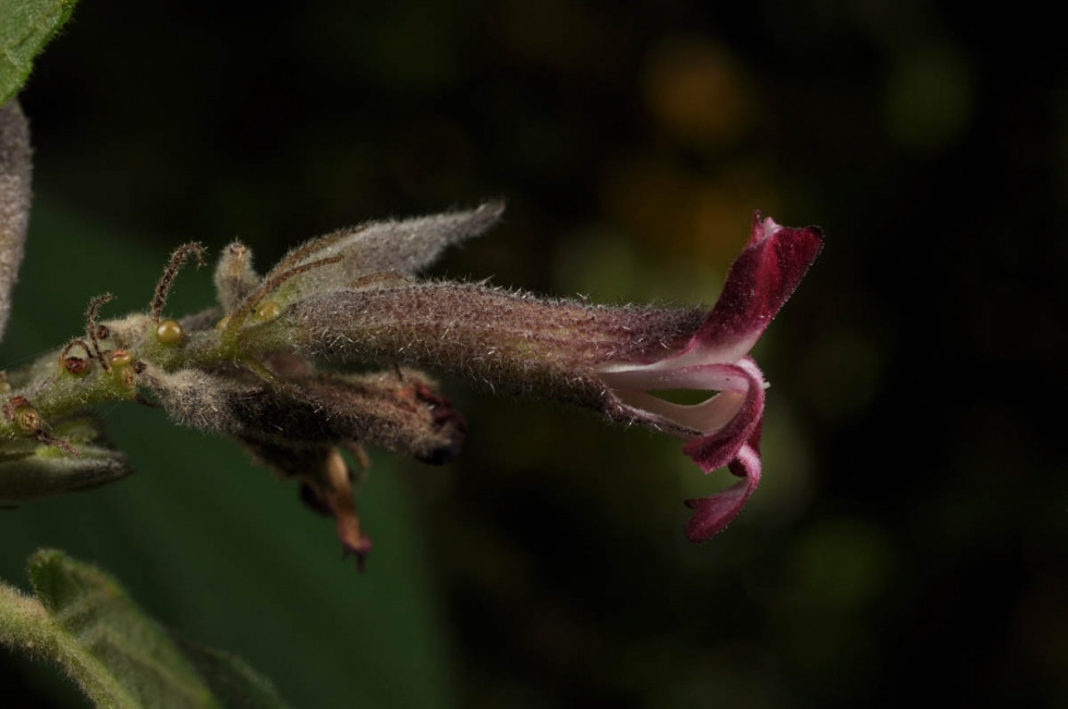 Cây tổ kén cái ra hoa quả hầu như quanh năm, chủ yếu từ tháng 5 đến tháng 7. Ảnh caythaoduoc.