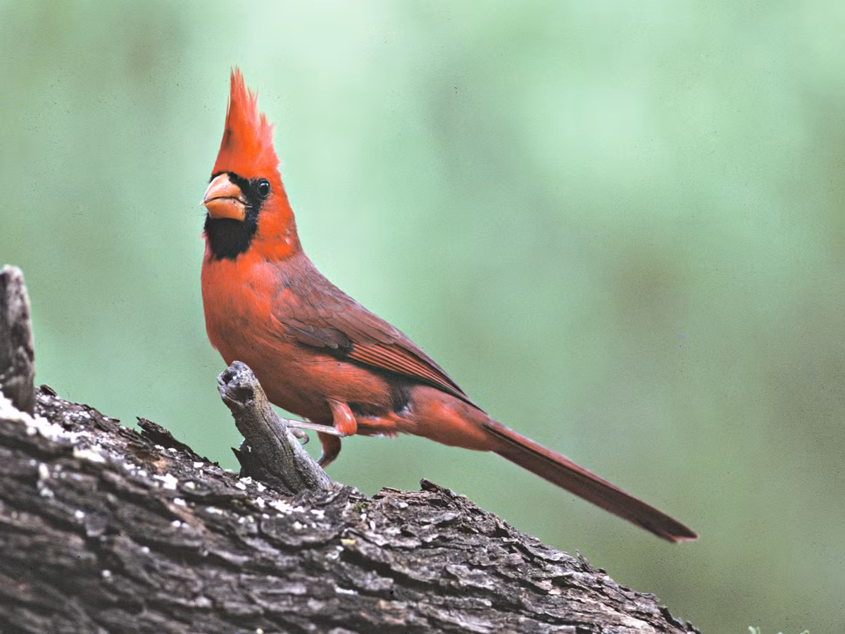 Ở Việt Nam, loài chim đẹp lộng lẫy này thường được nhiều người lùng mua để làm quà biếu Tết bởi bộ lông màu đỏ rực tượng trưng cho may mắn năm mới. Ảnh egret.