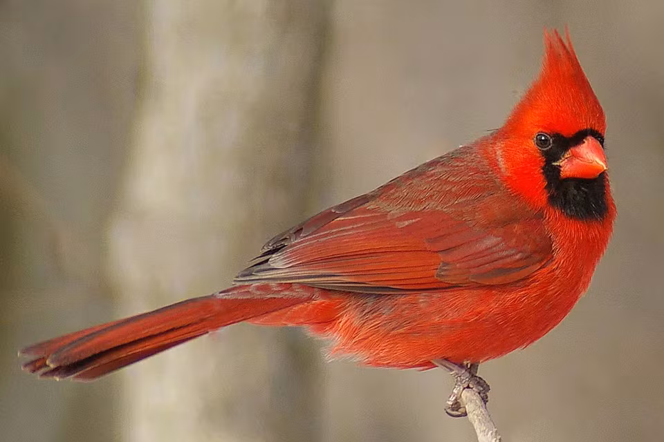 Chim hồng y giáo chủ sinh sống trong rừng cây, vườn hoa, cây bụi, và đầm lầy. Thức ăn của chim hồng y giáo chủ là các loại hạt, trái cây và côn trùng. Ảnh thespruce.