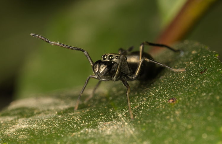 Nhện con Toxeus magnus đạt gần một nửa kích thước nhện trưởng thành chỉ trong 20 ngày đầu tiên của cuộc đời. Ảnh businessinsider.