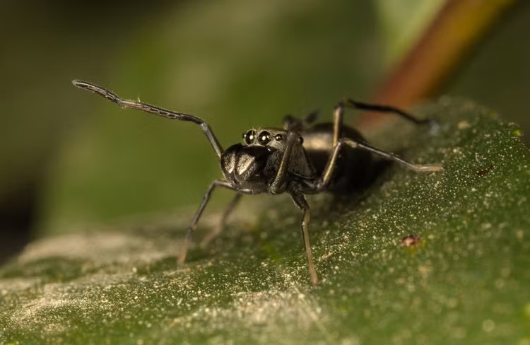 Nhện con Toxeus magnus đạt gần một nửa kích thước nhện trưởng thành chỉ trong 20 ngày đầu tiên của cuộc đời. Ảnh businessinsider.