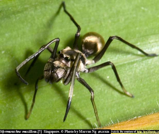 Mặc dù sau khi nở 20 ngày, nhện Toxeus magnus con đã bắt đầu săn mồi nhưng chúng vẫn không cai sữa mẹ cho đến khi chúng được 40 ngày tuổi. Ảnh peckhamia.