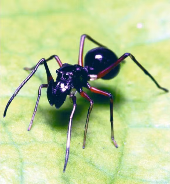 Loài nhện nuôi con bằng sữa gây kinh ngạc đó là nhện Toxeus magnus, là một loài nhện nhảy với nguồn gốc từ Đông Nam Á. Chúng sống ở Trung Quốc và Đài Loan. Ảnh sci-news.