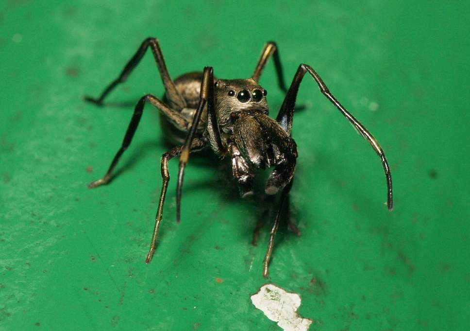 Sữa của nhện Toxeus magnus tiết ra là loại chất lỏng màu kem có hàm lượng protein cao gấp 4 lần so với sữa bò. Ảnh independent.