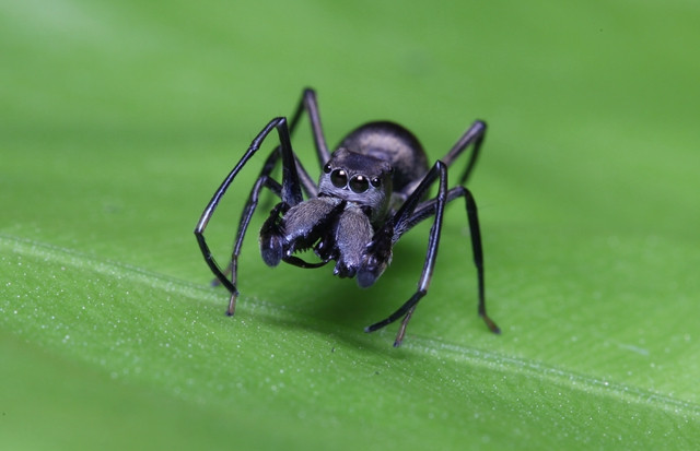 Các nhà khoa học hiện vẫn chưa thể giải đáp được thắc mắc tại sao nhện Toxeus magnus lại có khả năng mang sữa. Ảnh gbtimes.