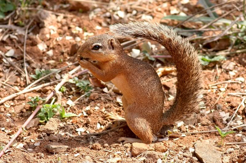 Đặc biệt, sóc đất Nam Phi được cho là có khả năng miễn nhiễm với nọc độc của rắn. Ảnh hkwildlife.