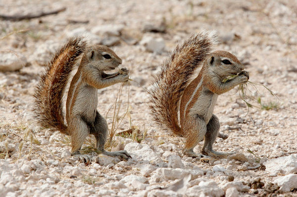 Sóc đất Nam Phi ưa đào hang rộng và mở lắm ngõ ngách, có khi lên đến cả 100 lối ra vào cho 1 hang. Ảnh mediastorehouse.