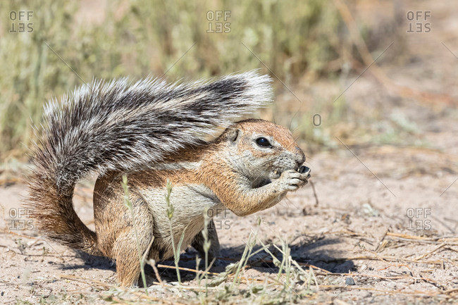 70% hoạt động hàng ngày của sóc đất Nam Phi là đi kiếm ăn ở ngoài trời, chính vì vậy chúng cong cái đuôi bông xù lên để che đầu, che lưng cho mát. Ảnh picdn.
