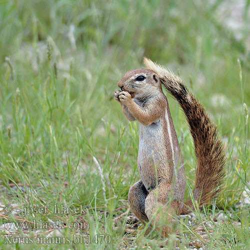 Sóc đất Nam Phi sở hữu chiếc đuôi bông rất to, vì vậy mà chúng có một thói quen hết sức đáng yêu, đó là lấy luôn cái đuôi bông của mình làm ô che nắng. Ảnh hlasek.