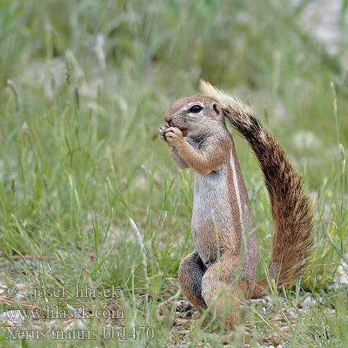 Sóc đất Nam Phi sở hữu chiếc đuôi bông rất to, vì vậy mà chúng có một thói quen hết sức đáng yêu, đó là lấy luôn cái đuôi bông của mình làm ô che nắng. Ảnh hlasek.