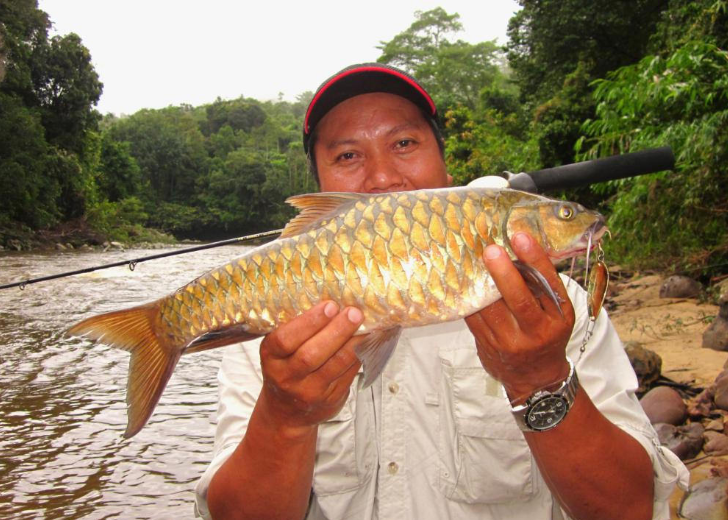  Cá Empurau ưa nước lạnh, sạch và với lượng oxy hòa tan đầy đủ. Ảnh picssr.