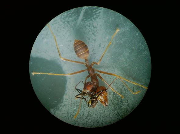 Kiến nổ Colobopsis explodens không có bộ hàm lớn và không thể đốt. Vì vậy, khi bị đe dọa, chúng sẽ giơ mông cao để cảnh cáo. Ảnh nationalgeographic.