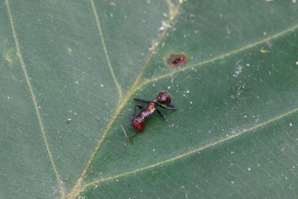 Khi bị tấn công, kiến thợ nhỏ Colobopsis explodens sẽ uốn cong thân người cực mạnh để ép bụng vỡ tung, bắn chất độc vào kẻ thù. Ảnh nationalgeographic.