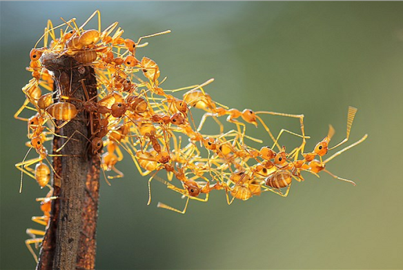 Kiến nổ Colobopsis explodens còn biết kết thành cầu bằng chính cơ thể chúng để đưa những con kiến bị thương từ chiến trường trở về. Ảnh wordpress.