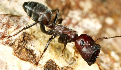 Khi nổ, những con kiến thợ này sẽ tiết ra chất độc dính màu vàng nhạt, có mùi khó chịu đặc trưng. Ảnh science.