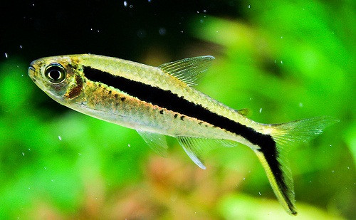 Cá chim cánh cụt có thân thon dài, mặt lưng trắng xám, phần thân dưới đường bên xen kẽ vàng cam óng ánh. Ảnh medium. 