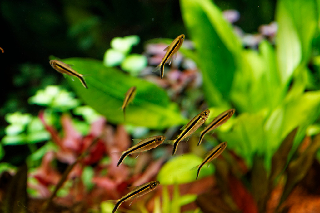 Trứng cá chim cánh cụt nở sau 12 - 15 giờ. Ảnh staticflickr.