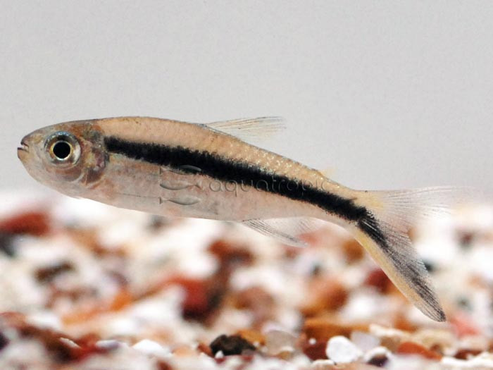 Cá chim cánh cụt bơi theo đàn. Đây là loài cá thân thiện có thể nuôi cá này với với các loài cá khác trong cùng một bể thủy sinh. Ảnh aquatropic.