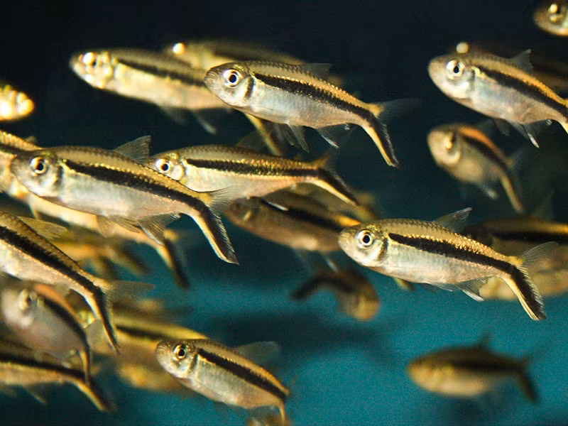 Đặc biệt, loài cá cảnh này có một sọc màu đen chạy dọc thân và xuống nửa dưới của đuôi rất đặc trưng. Ảnh tepbac.