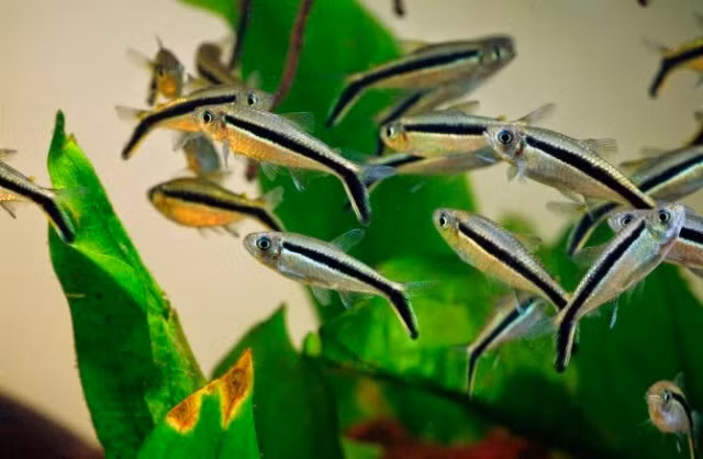  Cá chim cánh cụt có tên khoa học là Thayeria boehlkei. Đây là loài cá sinh sống ở tầng nước giữa, phân bố ở Peru và Braxin. Ảnh cacanhthaihoa.