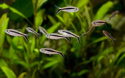 Thức ăn của cá chim cánh cụt gồm côn trùng, giáp xác nhỏ, trùng chỉ, bo bo... Ảnh xopark.