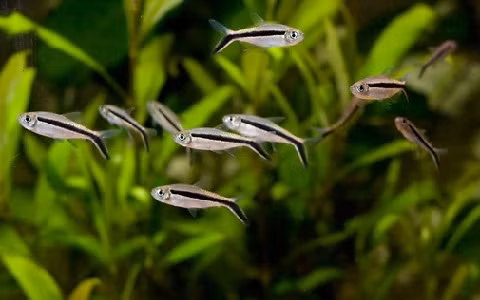 Thức ăn của cá chim cánh cụt gồm côn trùng, giáp xác nhỏ, trùng chỉ, bo bo... Ảnh xopark.